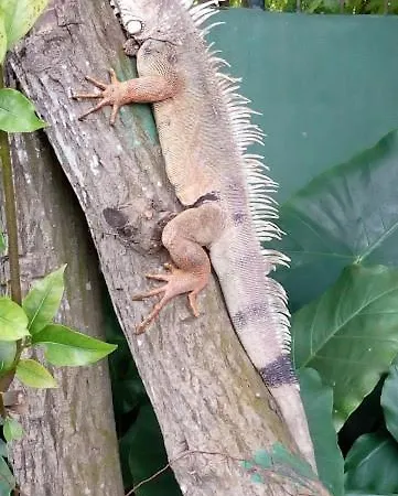 Guest house Casa Vista Iguana